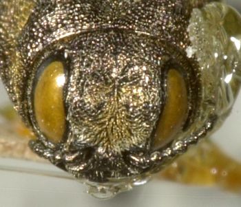 Media type: image;   Entomology 33816 Aspect: head frontal view
